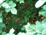 绿色植物叶子图片