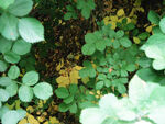 绿色植物 叶子图片
