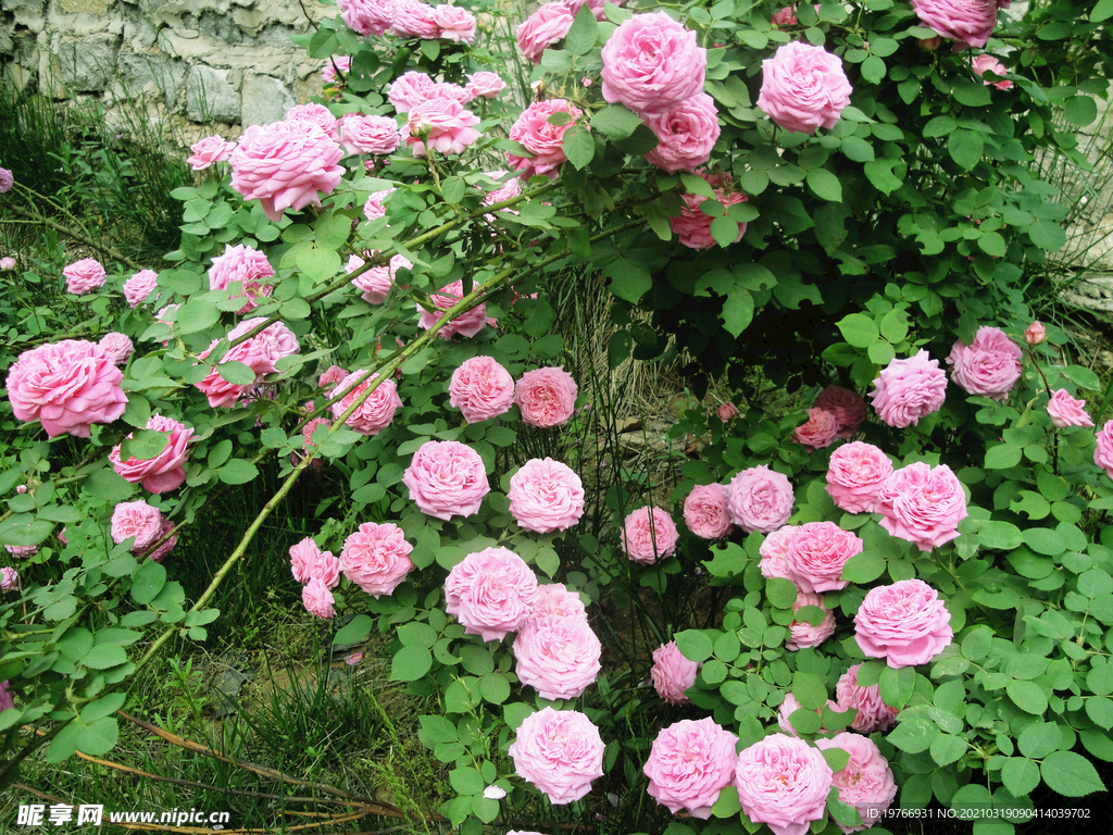 月季花花朵图片