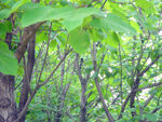 绿色树木植物