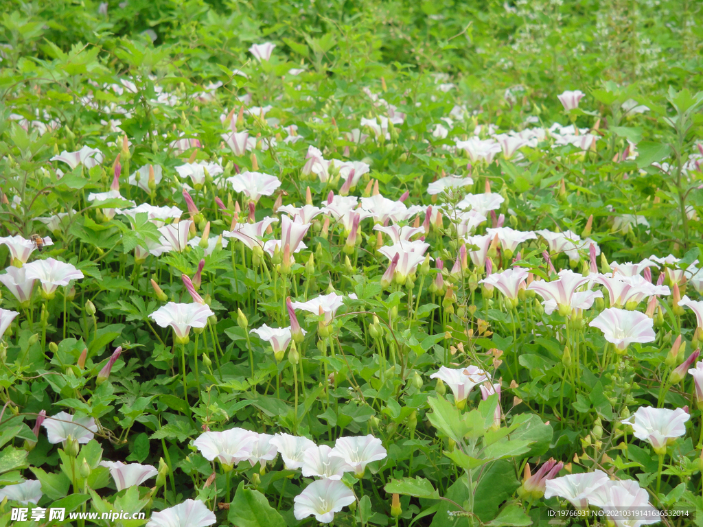 藤长苗打碗花花朵图片