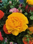 花毛茛
