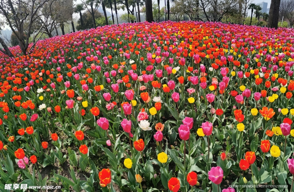 郁金香