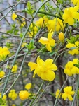 迎春花