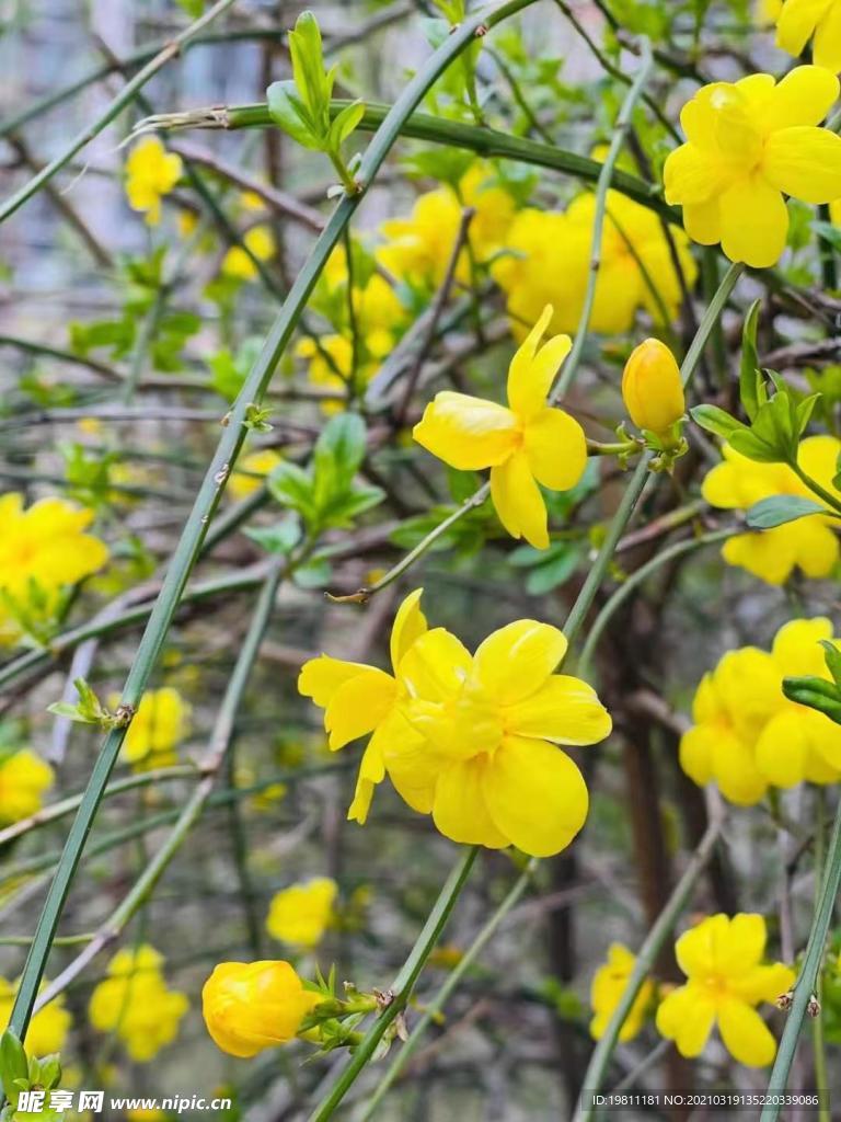 迎春花