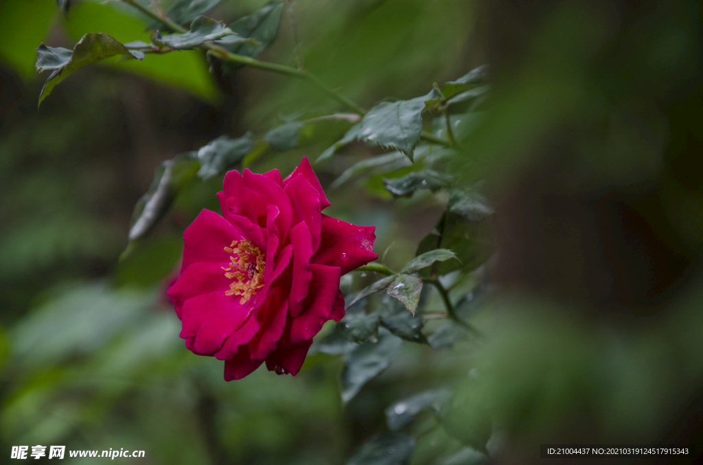 月季花