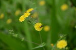 野菊