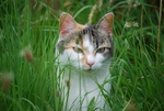 家猫
