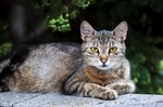 家猫