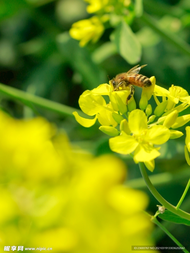 油菜花中的采蜜小蜜蜂