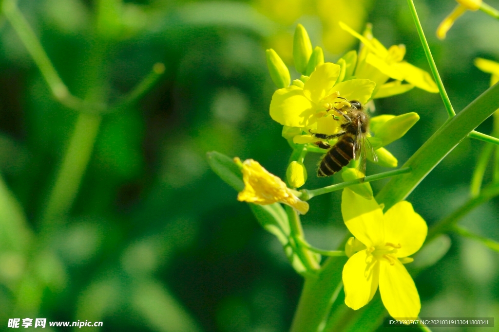 采蜜蜜蜂和油菜花