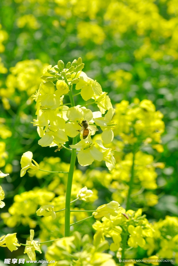 油菜花中有蜜蜂