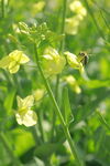 蜜蜂采蜜油菜花