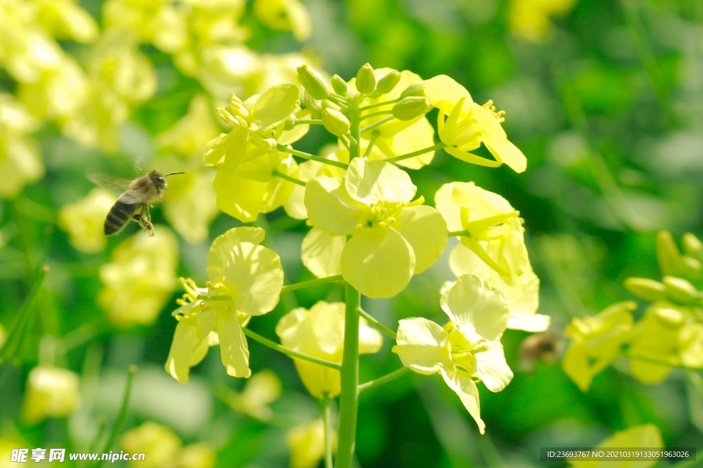 油菜花蜜蜂