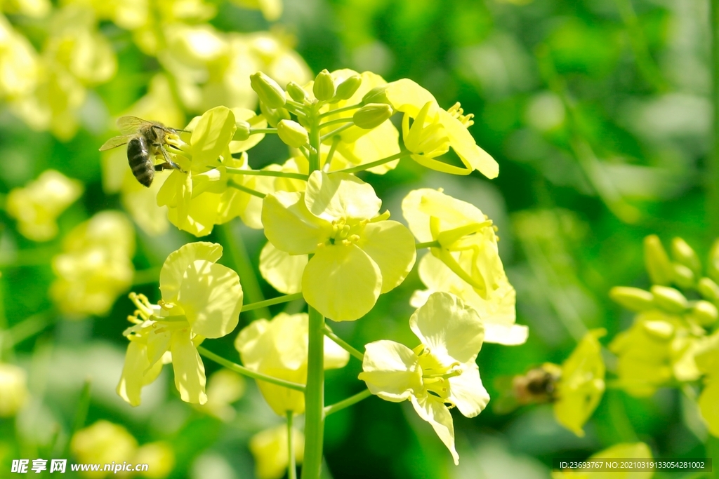 蜜蜂油菜花