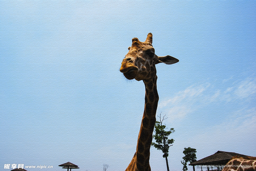 长颈鹿