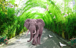 竹林中的大象