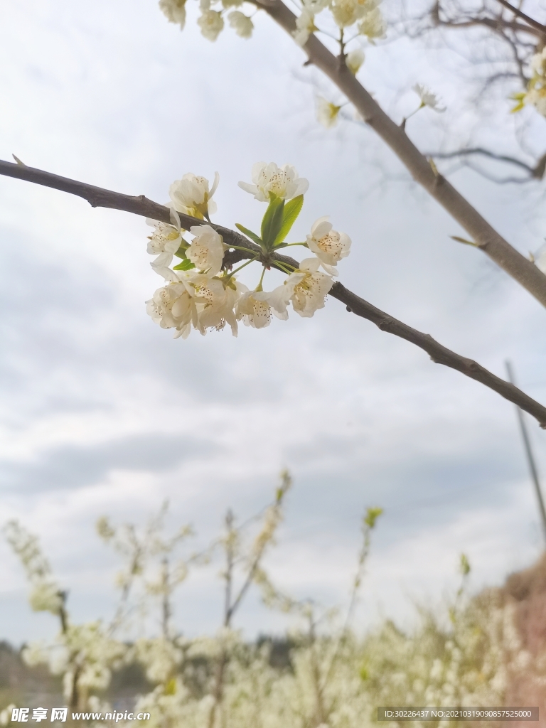 梨花