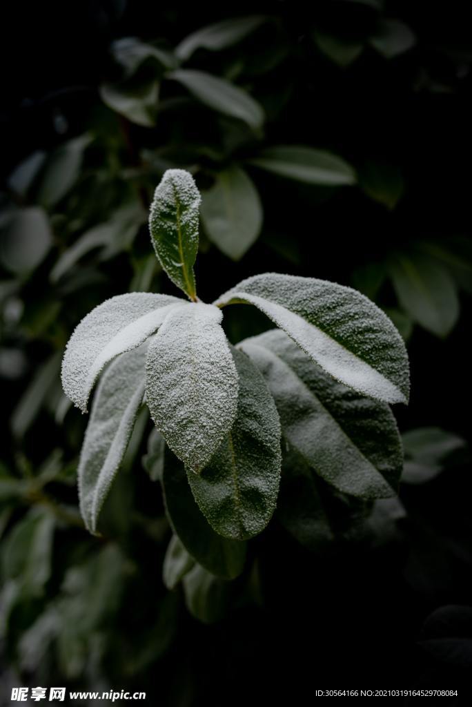 树叶结霜自然生态背景素材