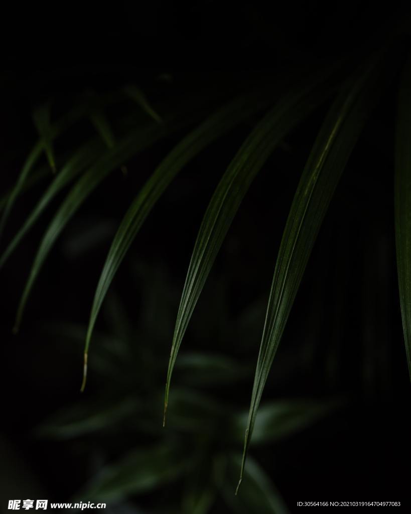 绿植清新自然生态背景素材