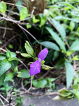 九头狮子草