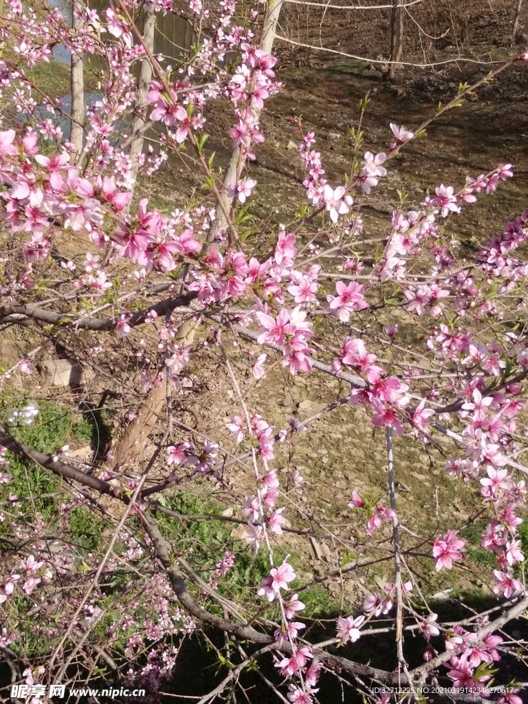 花