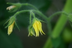 西红柿花