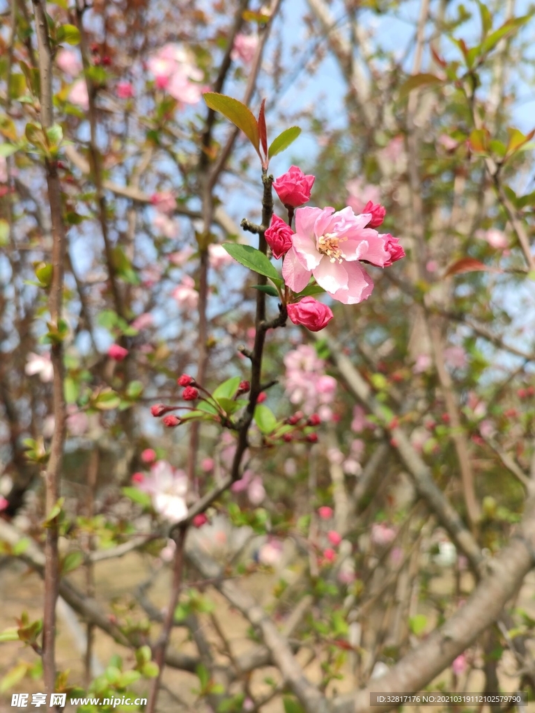 海棠花