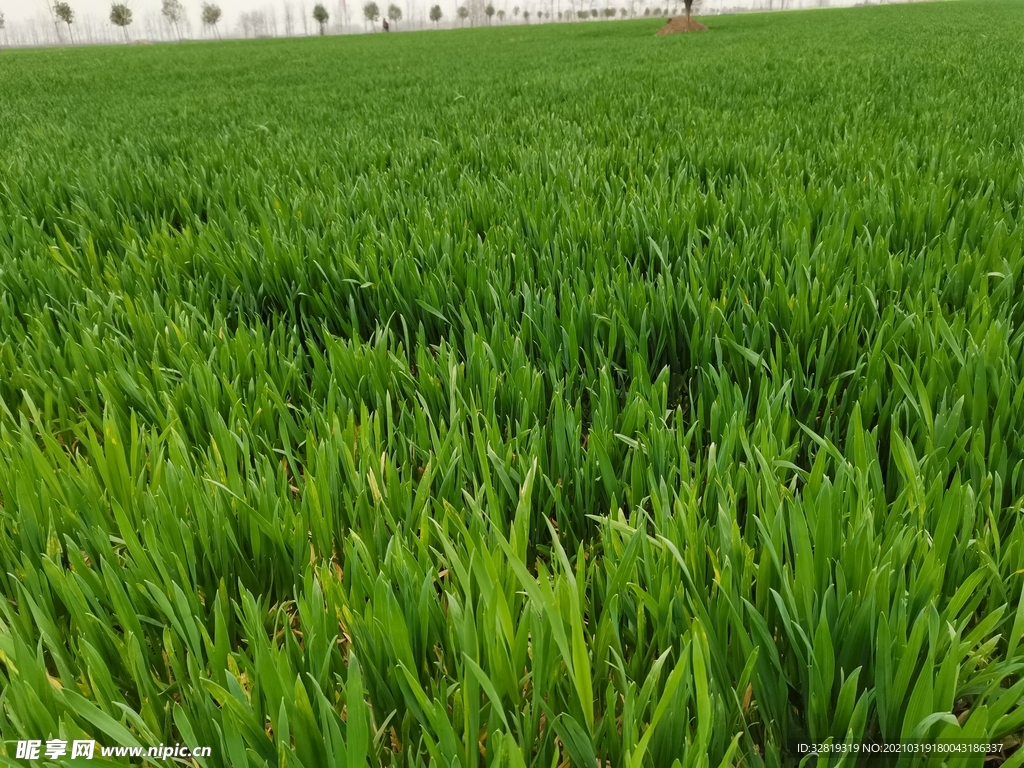 田野