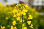 油菜花