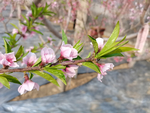 春日桃花摄影