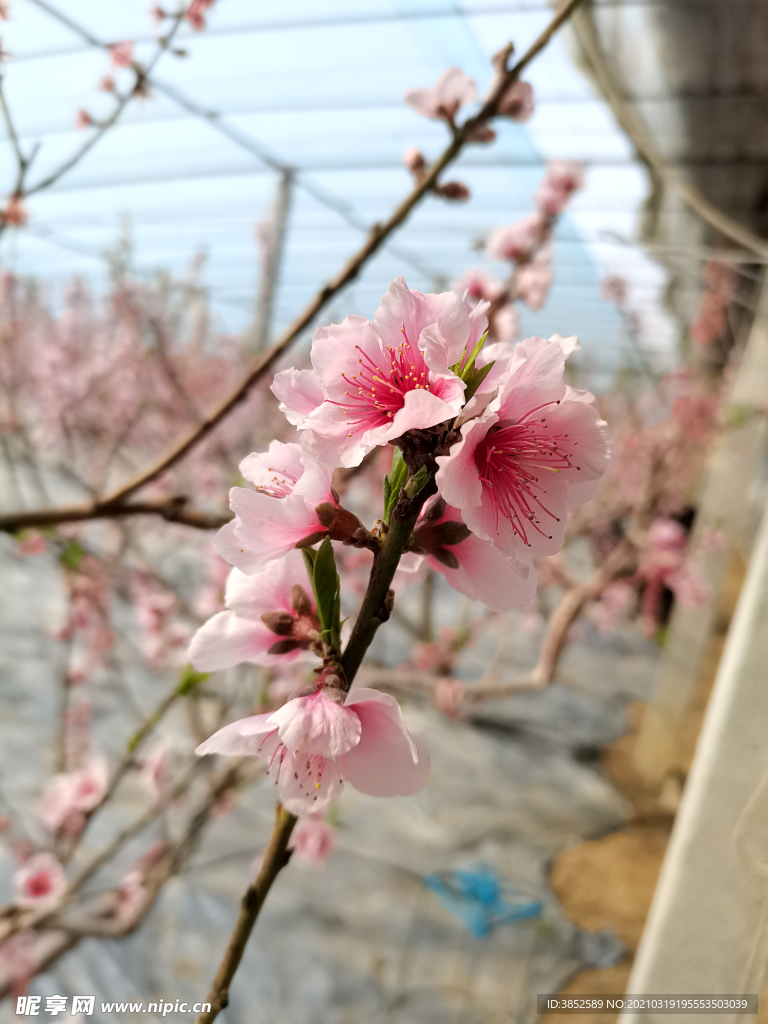 春日桃花桃花特写