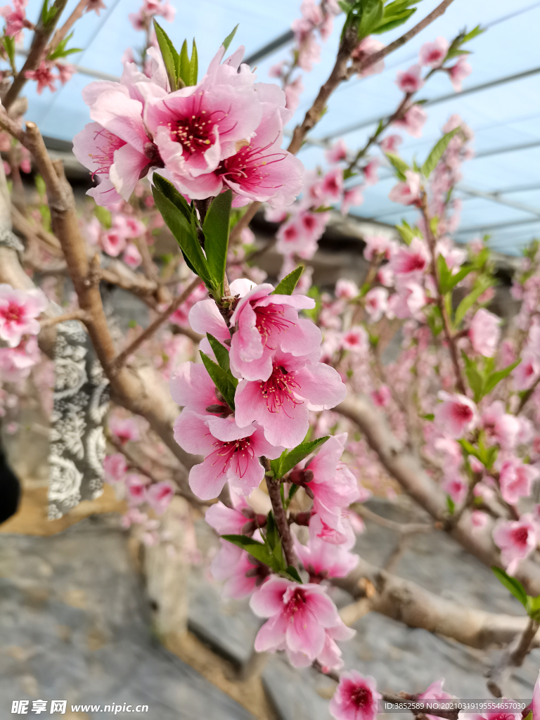 春日桃花摄影