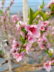 春日桃花摄影