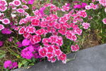石竹花