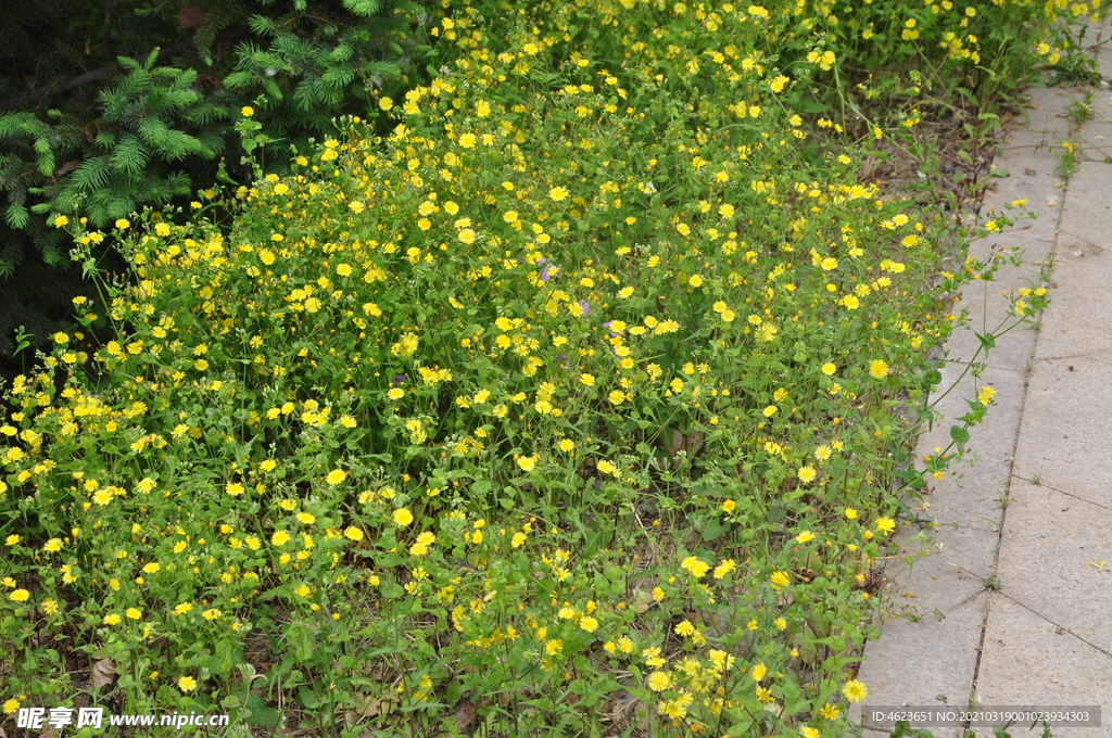 北京常见野花抱茎苦荬菜