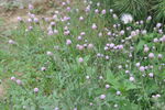 常见野花泥胡菜