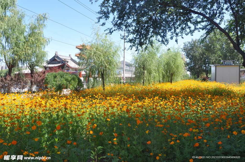 大面积的园林花卉硫华菊