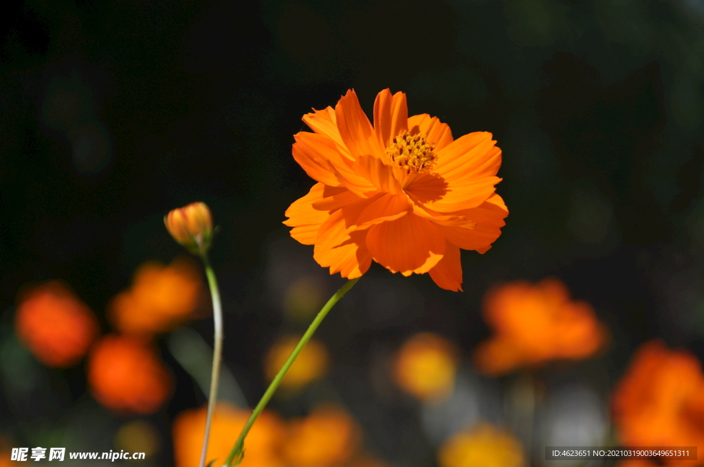 园林花卉特写之硫华菊