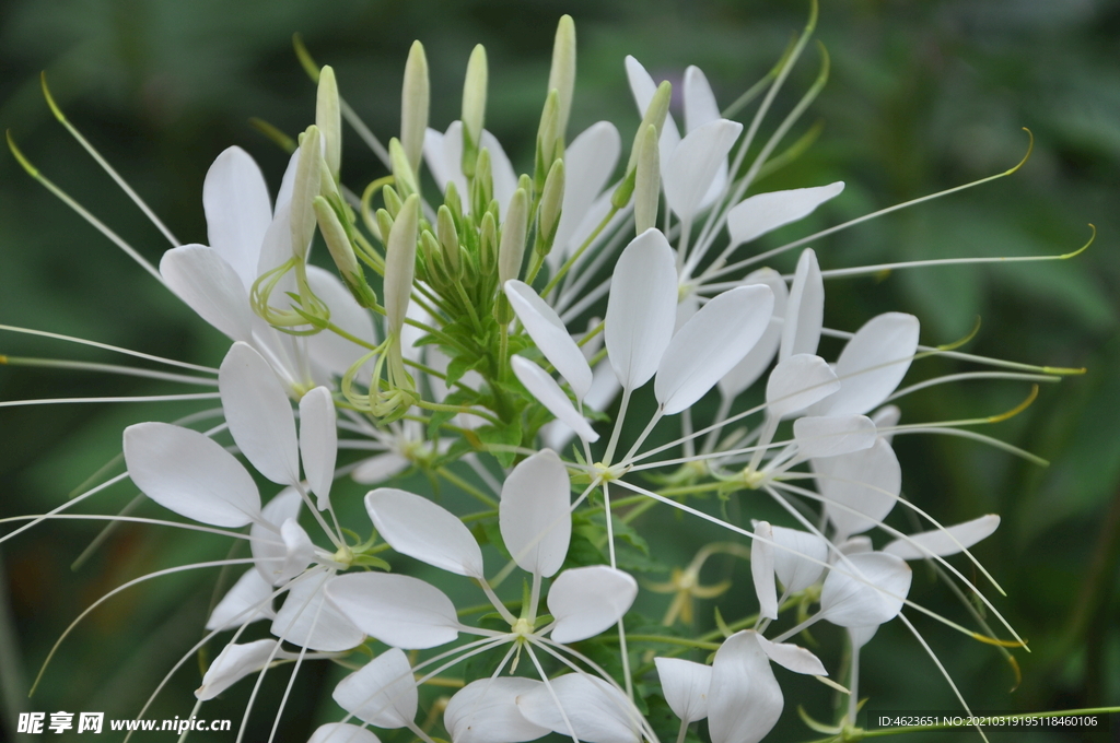 白色醉蝶花特写