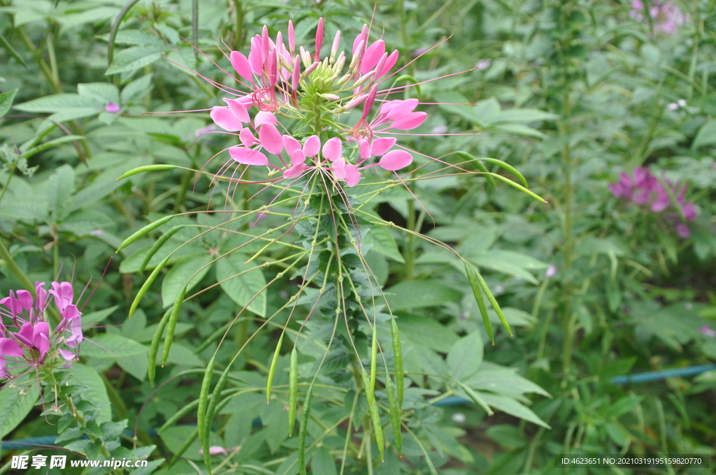 园林花卉之醉蝶花