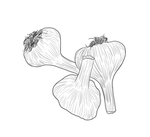 蒜