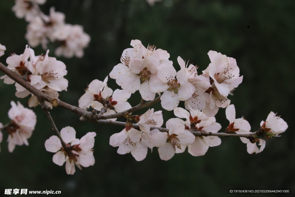 山桃花