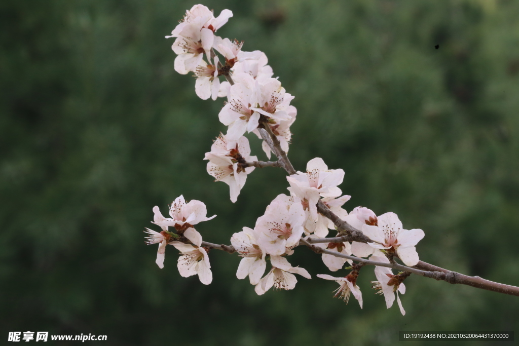 山桃花