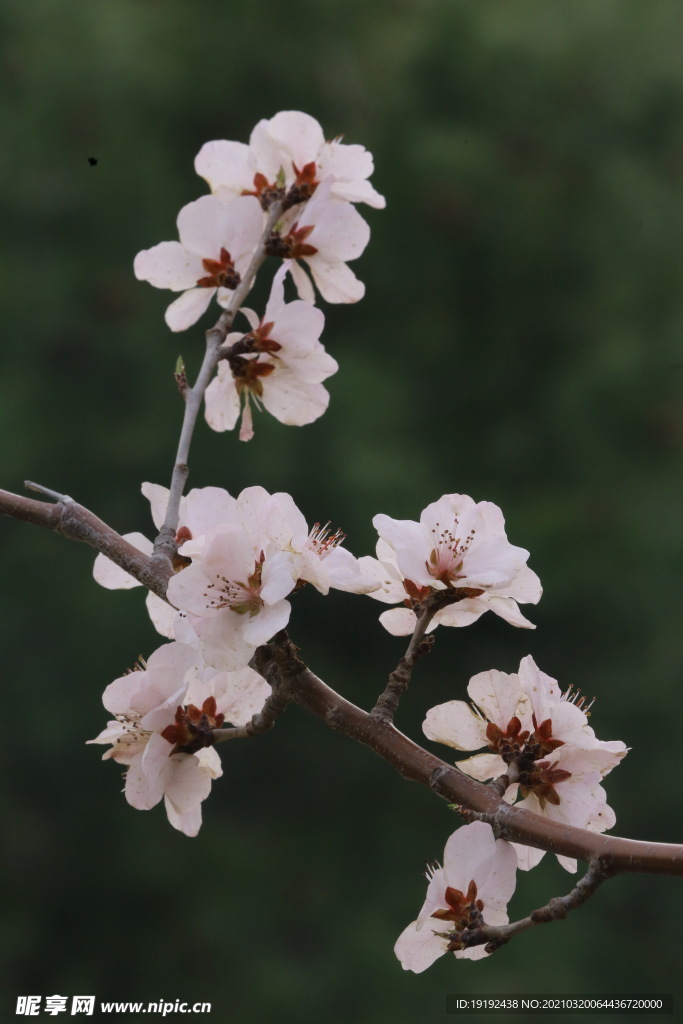 山桃花