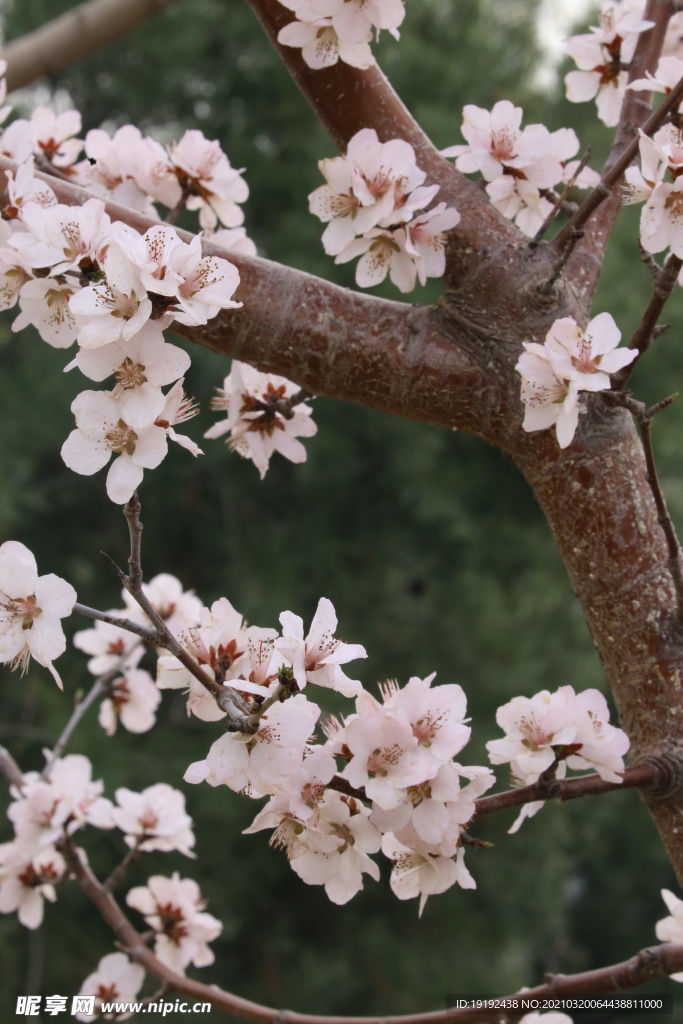 山桃花