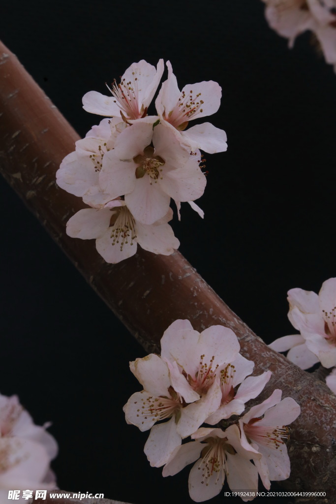 山桃花