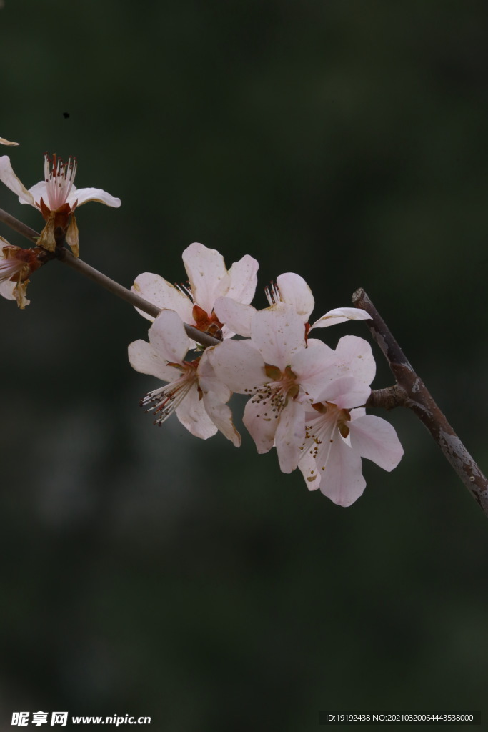 山桃花