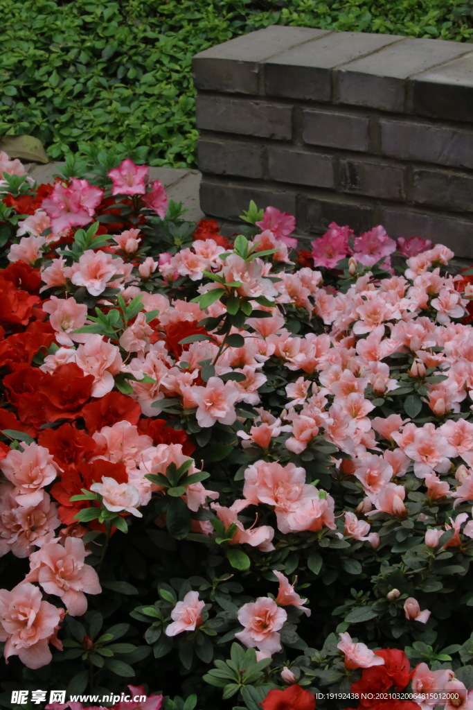 杜鹃花