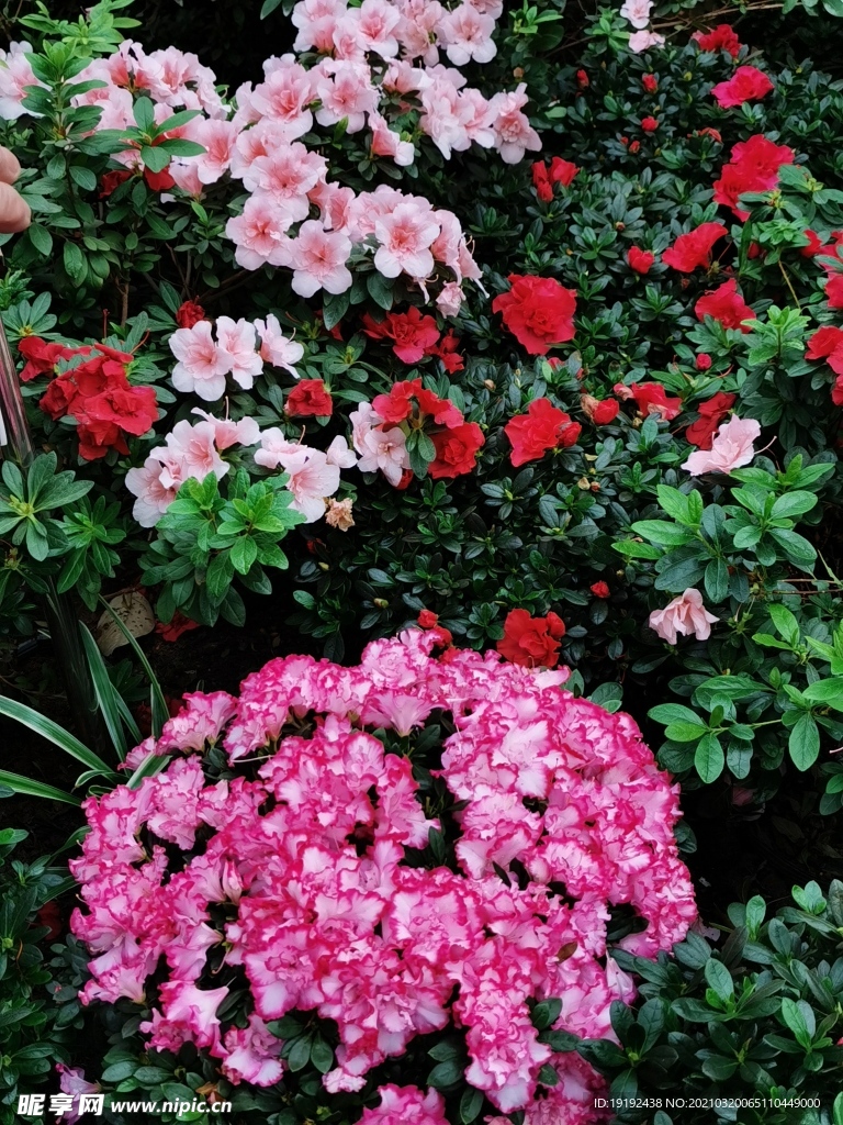 杜鹃花